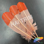 10-12" 2-tone Turkey Quills (Sold Per Piece) - ONE SIDE ONLY