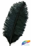 23-26" Ostrich Plumes