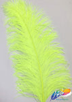 23-26" Ostrich Plumes