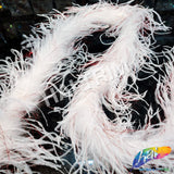 2-ply White Ostrich Boa with Red Metallic Lurex (2 yards)