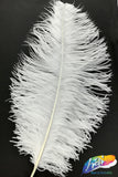 23-26" Ostrich Plumes