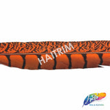 30-35" Natural Dyed Lady Amherst Pheasant Tails (sold per piece)