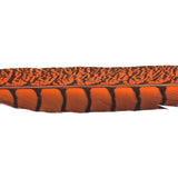 30-35" Natural Dyed Lady Amherst Pheasant Tails (sold per piece)