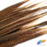 20-22" Natural Golden Pheasant Tails