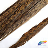 20-22" Natural Golden Pheasant Tails