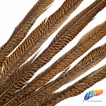 20-22" Natural Golden Pheasant Tails