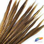 20-22" Natural Golden Pheasant Tails