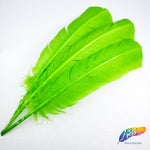 10-12" Turkey Quills (Sold Per Piece)