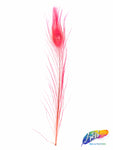 10-12" Peacock Tail Eyes