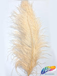 18-22" Ostrich Plumes