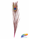 10-12" Peacock Tail Eyes