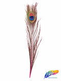 10-12" Peacock Tail Eyes