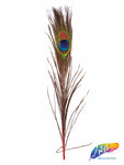 10-12" Peacock Tail Eyes