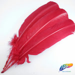 10-12" Turkey Quills (Sold Per Piece)