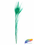 10-12" Peacock Tail Eyes