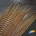 18-20" Natural Ringneck Pheasant Tails