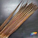 18-20" Natural Ringneck Pheasant Tails
