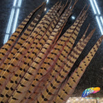 18-20" Natural Ringneck Pheasant Tails