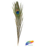 10-12" Peacock Tail Eyes