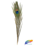 10-12" Peacock Tail Eyes