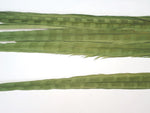 18-20" Bleached Dyed Ringneck Pheasant Tails