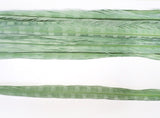 18-20" Bleached Dyed Ringneck Pheasant Tails