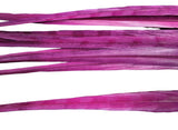 18-20" Bleached Dyed Ringneck Pheasant Tails