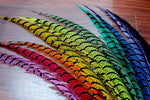 30-35” Natural Dyed Zebra Pheasant Tails