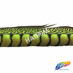 30-35" Natural Dyed Lady Amherst Pheasant Tails